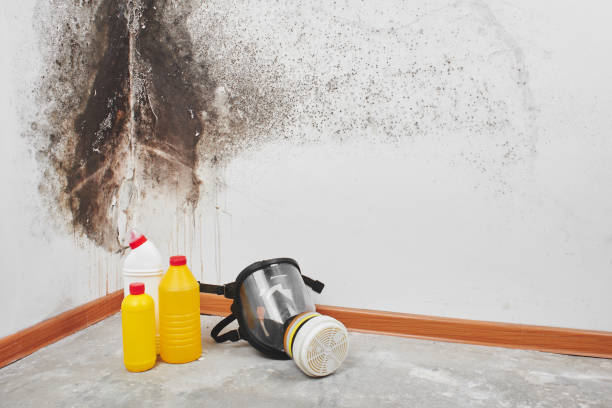 Best Commercial Mold Removal  in West Dundee, IL