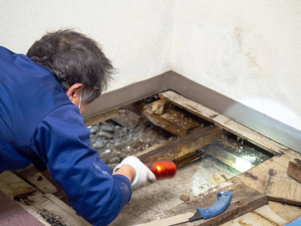 Best Mold Cleaning Services  in West Dundee, IL