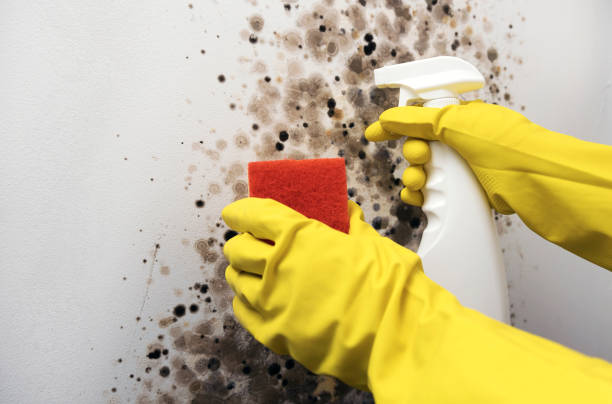 Best Emergency Mold Removal  in West Dundee, IL