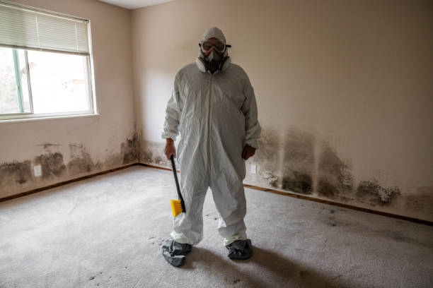 Best Toxic Mold Removal  in West Dundee, IL