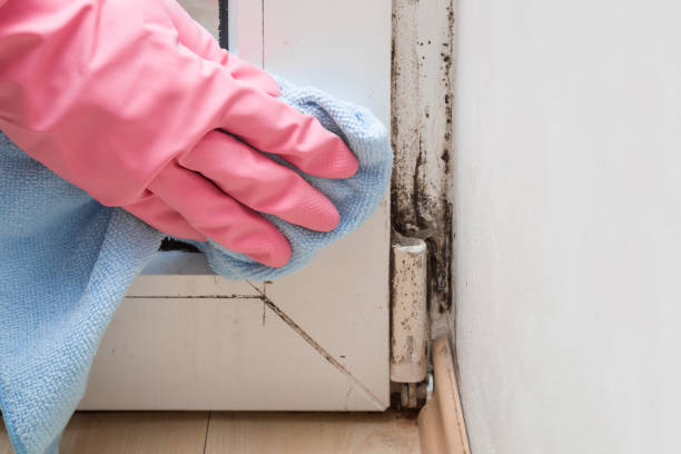 Office Mold Removal Services in West Dundee, IL