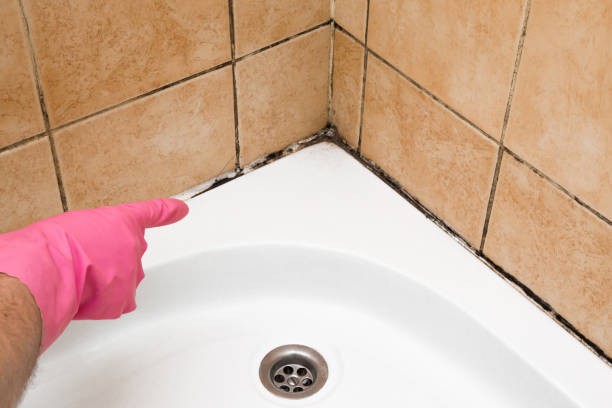 Best Commercial Mold Removal  in West Dundee, IL